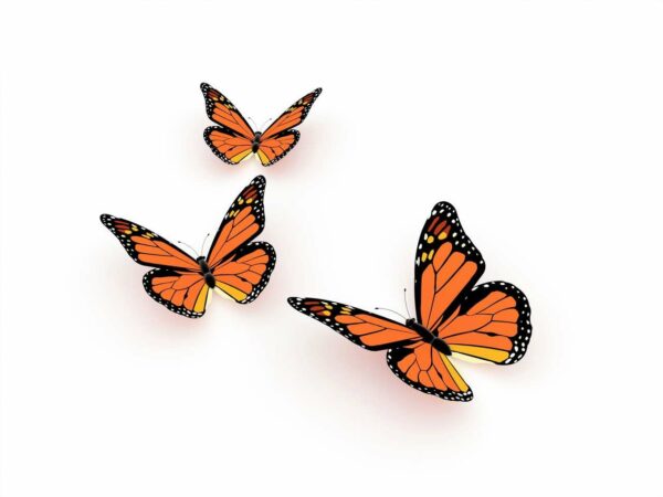 butterfly release